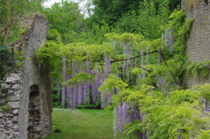 Giardini di Ninfa Fiori Piante Lago Sermoneta Caetani